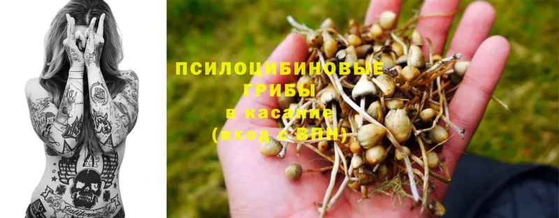 Галлюциногенные грибы Psilocybine cubensis  нарко площадка наркотические препараты  Ликино-Дулёво  ОМГ ОМГ ONION 